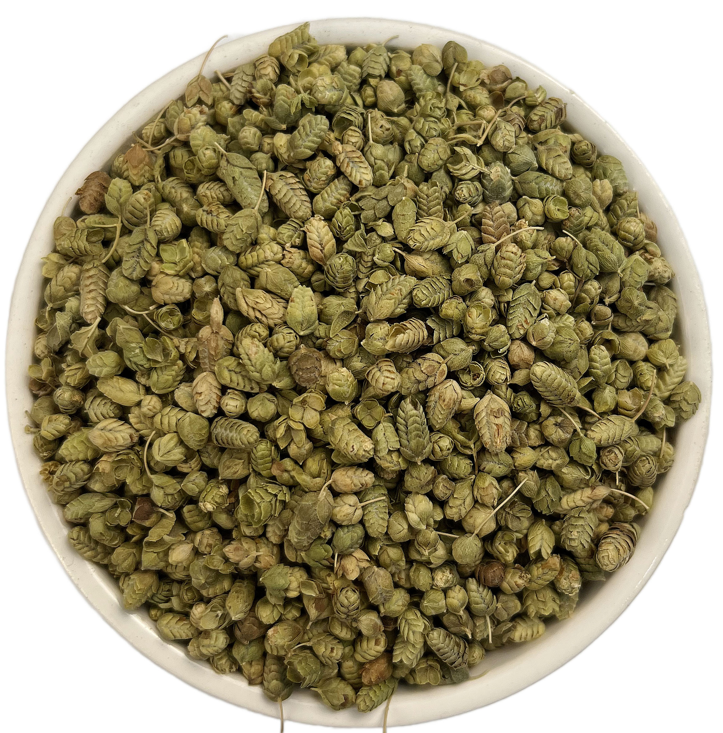 اورگانو بولد